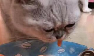 猫能吃海虾吗 猫咪可以吃虾吗