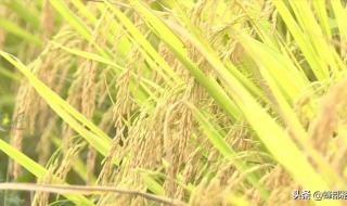 米姓代表的含义是什么 稻米是什么意思